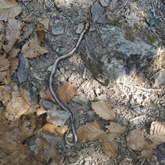 Zamenis longissimus