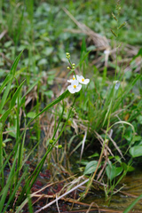 Sagittaria trifolia