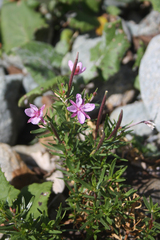 Chamaenerion fleischeri