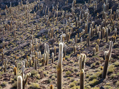 Trichocereus atacamensis