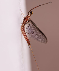 Hexagenia bilineata