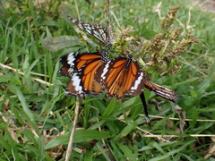 Danaus genutia