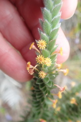 Struthiola tomentosa