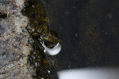 Fejervarya multistriata