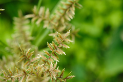 Cyperus pilosus