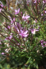 Chamaenerion fleischeri