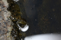 Fejervarya multistriata