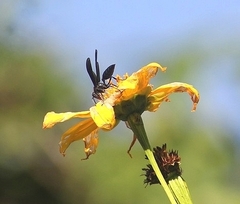 Synoeca