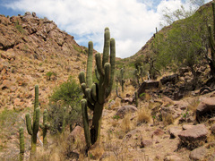 Trichocereeae