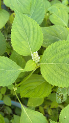Perilla frutescens