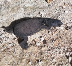 Chelodina oblonga