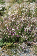 Chamaenerion fleischeri