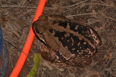 Rhinella icterica