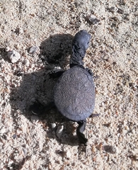Chelodina oblonga