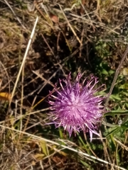 Centaurea scabiosa