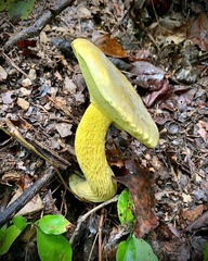 Retiboletus ornatipes