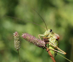 Ephippiger diurnus diurnus
