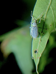 Cyrtepistomus castaneus