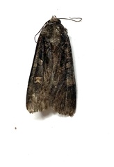 Actebia fennica