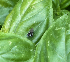 Anacampsis levipedella