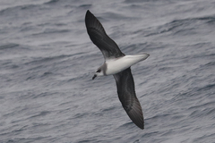 Pterodroma mollis