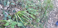 Libertia paniculata