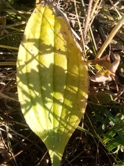 Plantago urvillei