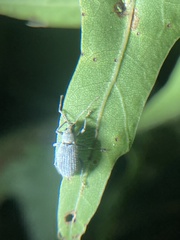 Cyrtepistomus castaneus