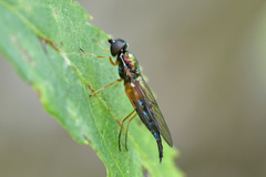 Sargus bipunctatus