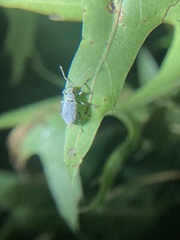 Cyrtepistomus castaneus