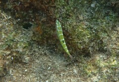 Thalassoma pavo