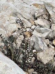 Astrolepis integerrima