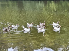 Anser anser domesticus