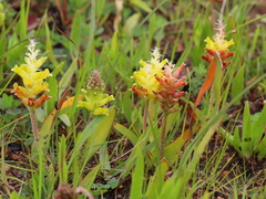 Lachenalia orchioides