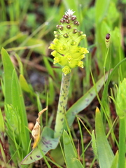Lachenalia orchioides