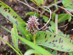 Lachenalia orchioides