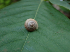Bradybaena similaris