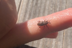 Sphenophorus venatus