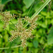 Cyperus pilosus - Photo (c) Cheng-Tao Lin, μερικά δικαιώματα διατηρούνται (CC BY), uploaded by Cheng-Tao Lin
