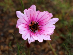 Monsonia speciosa