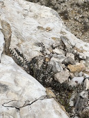 Astrolepis integerrima