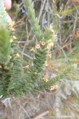 Struthiola tomentosa