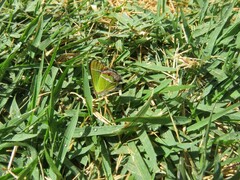 Chlorostrymon simaethis