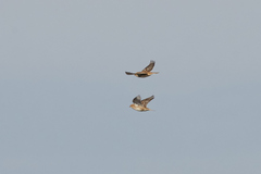 Calcarius lapponicus