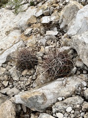 Hamatocactus hamatacanthus hamatacanthus