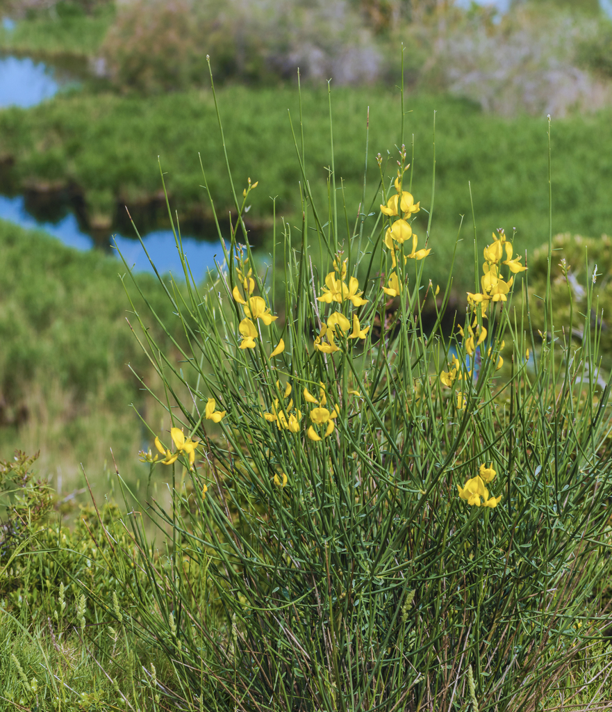 Spanish Broom (Rock Haven Alien Invasive Plant Species) · iNaturalist