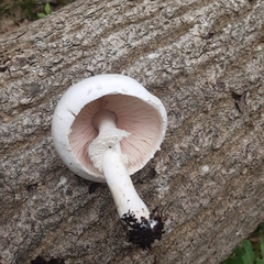 Agaricus xanthodermus