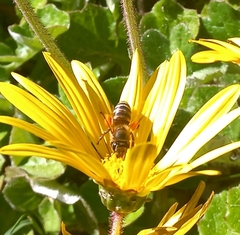 Arctotheca prostrata