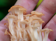 Agaricomycetes