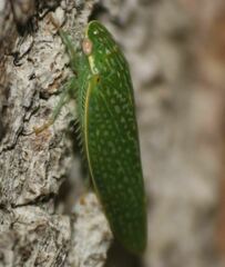 Rugosana querci